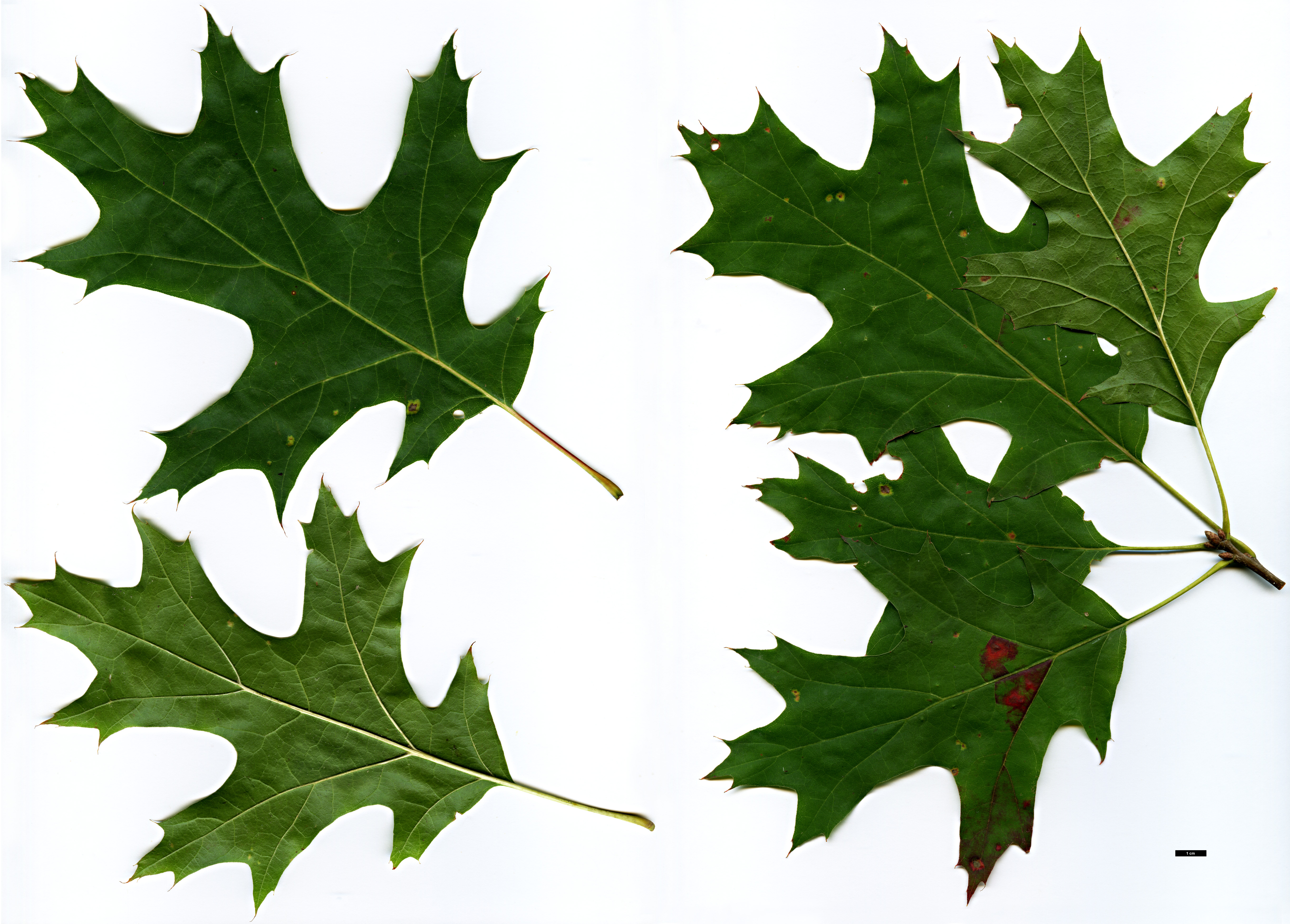 High resolution image: Family: Fagaceae - Genus: Quercus - Taxon: ×benderi (Q.coccinea × Q.rubra)